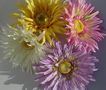 Gerbera Daisy Clip - Click Image to Close